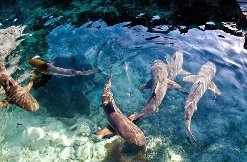 Bukan Cuma Adrenalin, Ini Alasan Kamu Harus Coba Wisata Hiu Karimunjawa!