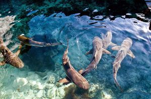 Pulau Menjangan Besar
